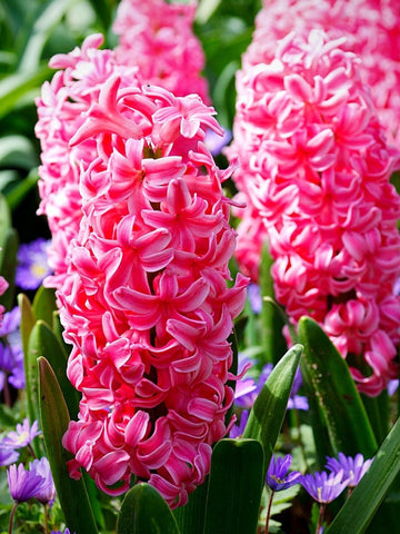 Hyacinth Flower Seeds for Planting, Pink, NON GMO Seeds