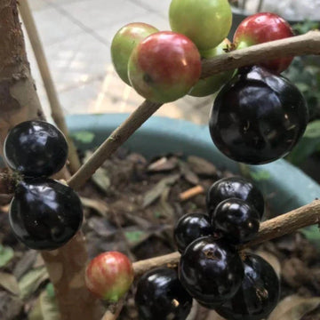 Plinia jaboticaba – 