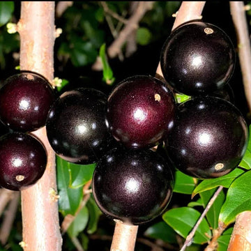 Plinia jaboticaba – 