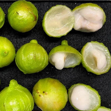 Plinia phitrantha – 