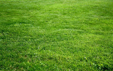 Adelphi Kentucky Bluegrass Seed