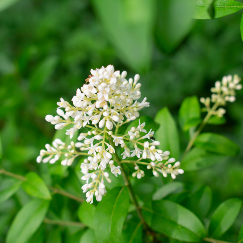 Heirloom Non-GMO White Privet Flower Seeds for Planting ƒ?? Fragrant Blooms for Hedges and Ornamental Gardens for planting in your garden.