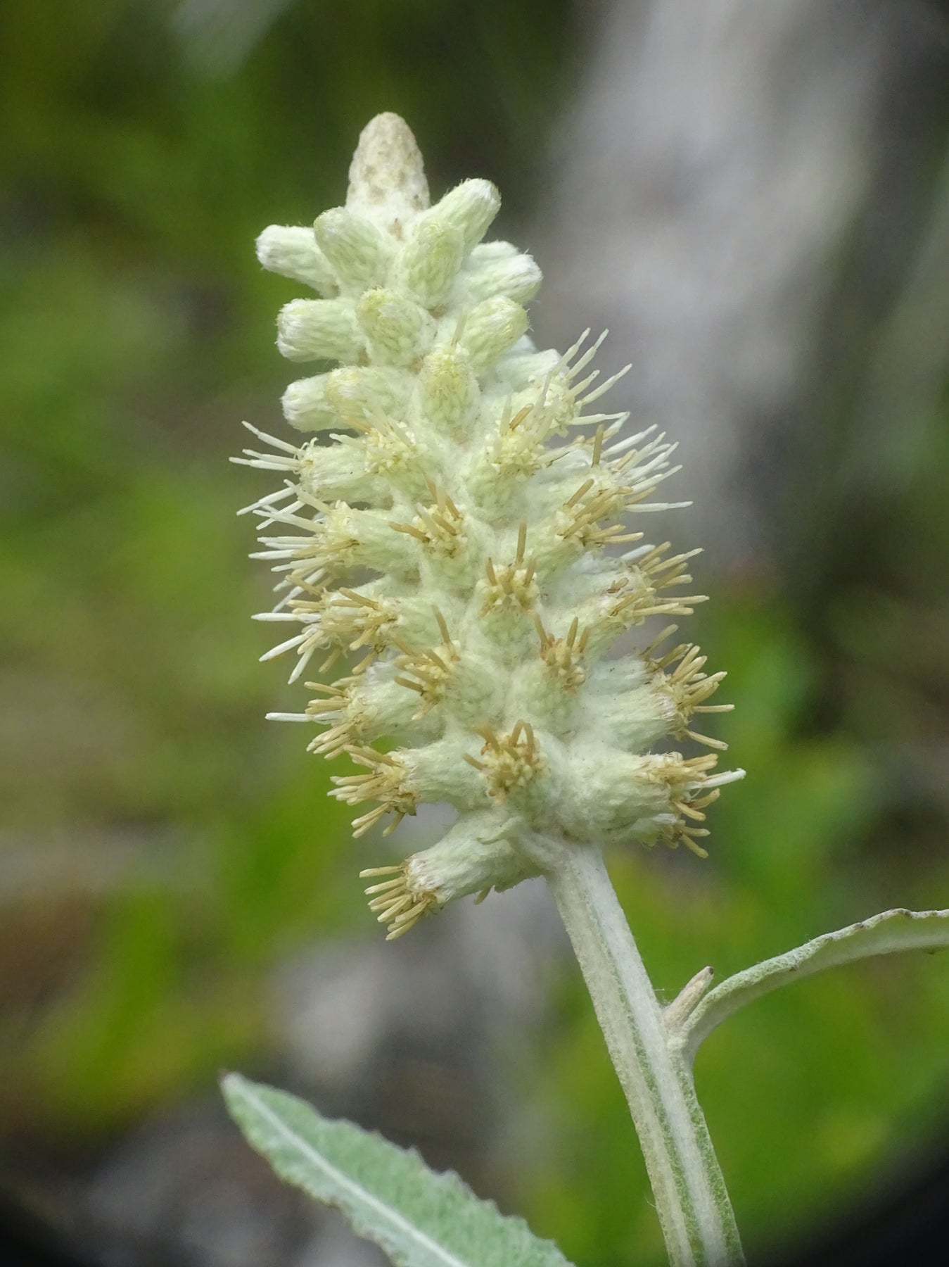 Pterocaulon Flower Seeds for Planting – Heirloom, Non-GMO Flower Seeds - Flower for planting in home garden