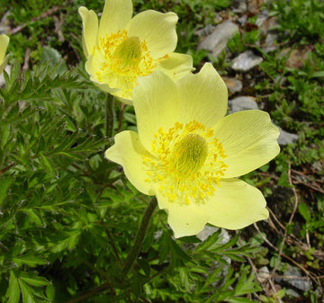 Heirloom Non-GMO Light Green Anemone Pulsatilla Flower Seeds for Planting – Unique Perennial Bloom Seeds