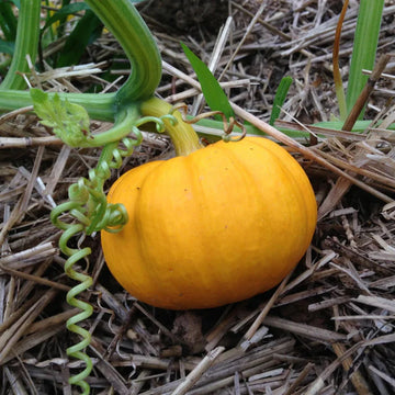 Miniature Jack Be Little Pumpkin Vegetable Seeds