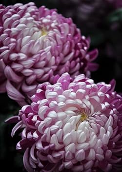 Organic Purple White Chrysanthemum Flower Seeds for Planting – Heirloom, Non-GMO