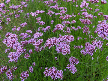 Purple Vervain Flower Seeds for Garden Planting – Heirloom, Non-GMO Pollinator-Friendly Blooms