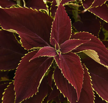 Red Coleus Herb Seeds