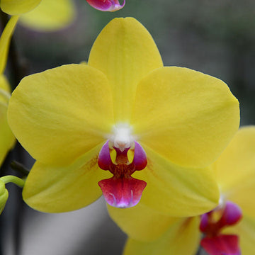 Heirloom Yellow Pink Phalaenopsis Orchid Flower Seeds – Non-GMO Exotic Blooms for Planting