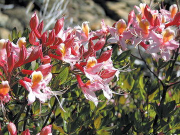 Heirloom Non-GMO Western Azalea Flower Seeds | Fragrant Rhododendron Occidentale Seeds for Pollinator Gardens
