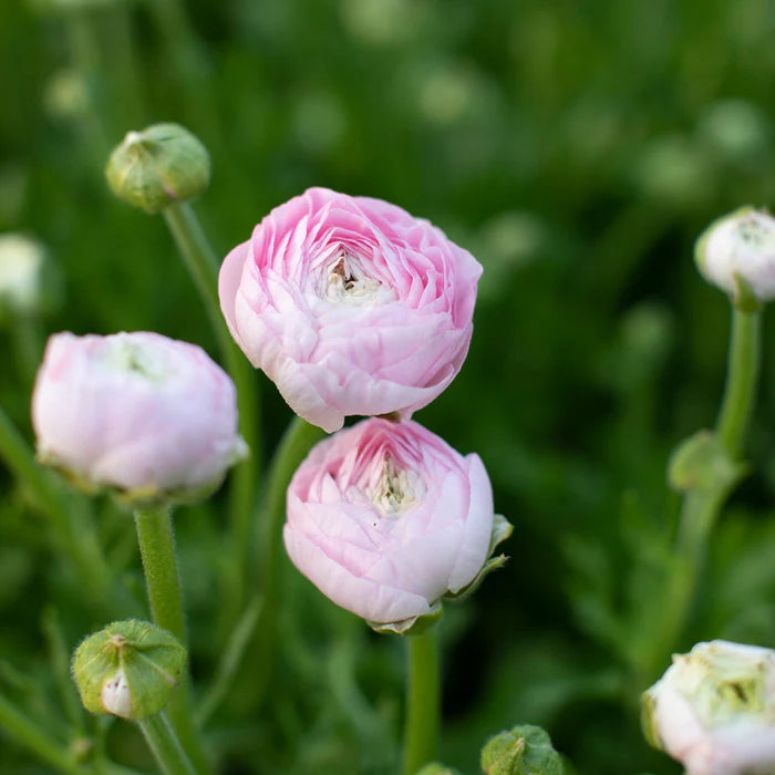 Ranunculus Highline Chamallow Flower Seeds for planting - Heirloom and Non-GMO garden seeds for planting in your garden.