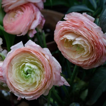 Ranunculus Highline Marshmellow Flower Seeds for Planting - Heirloom and Non-GMO garden seeds