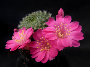 Heirloom Non-GMO Pink Rebutia Violaciflora Flower Seeds for Planting ƒ?? Rare Cactus Blooming Seeds