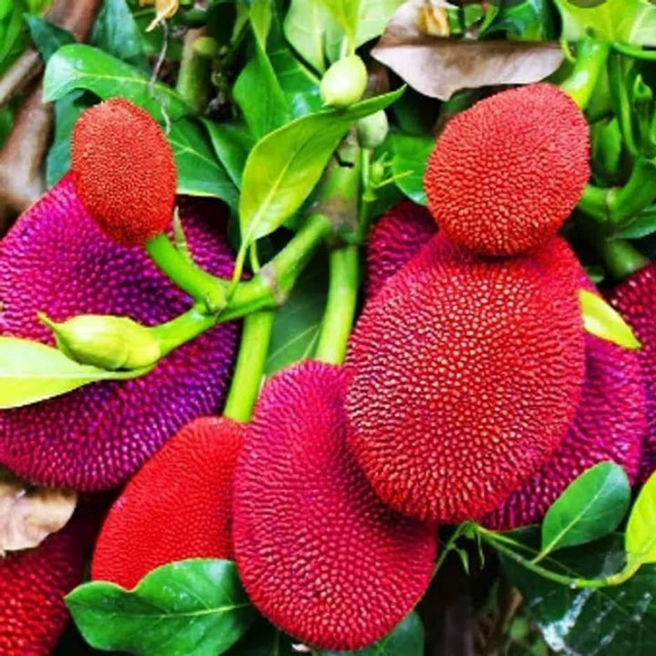 Red Jackfruit Fruit Seeds for Planting -Sweet Tropical Tree for Your Garden, GMO Free Seeds