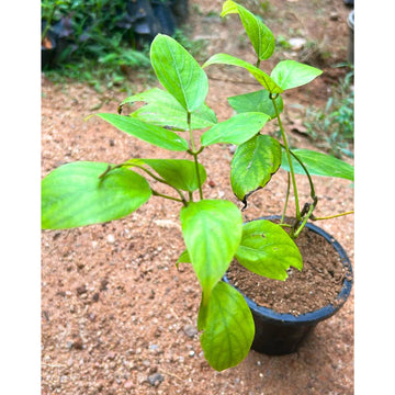 Red Jade Vine (Mucuna Bennettii) Flower Seeds for Planting- 100 pcs