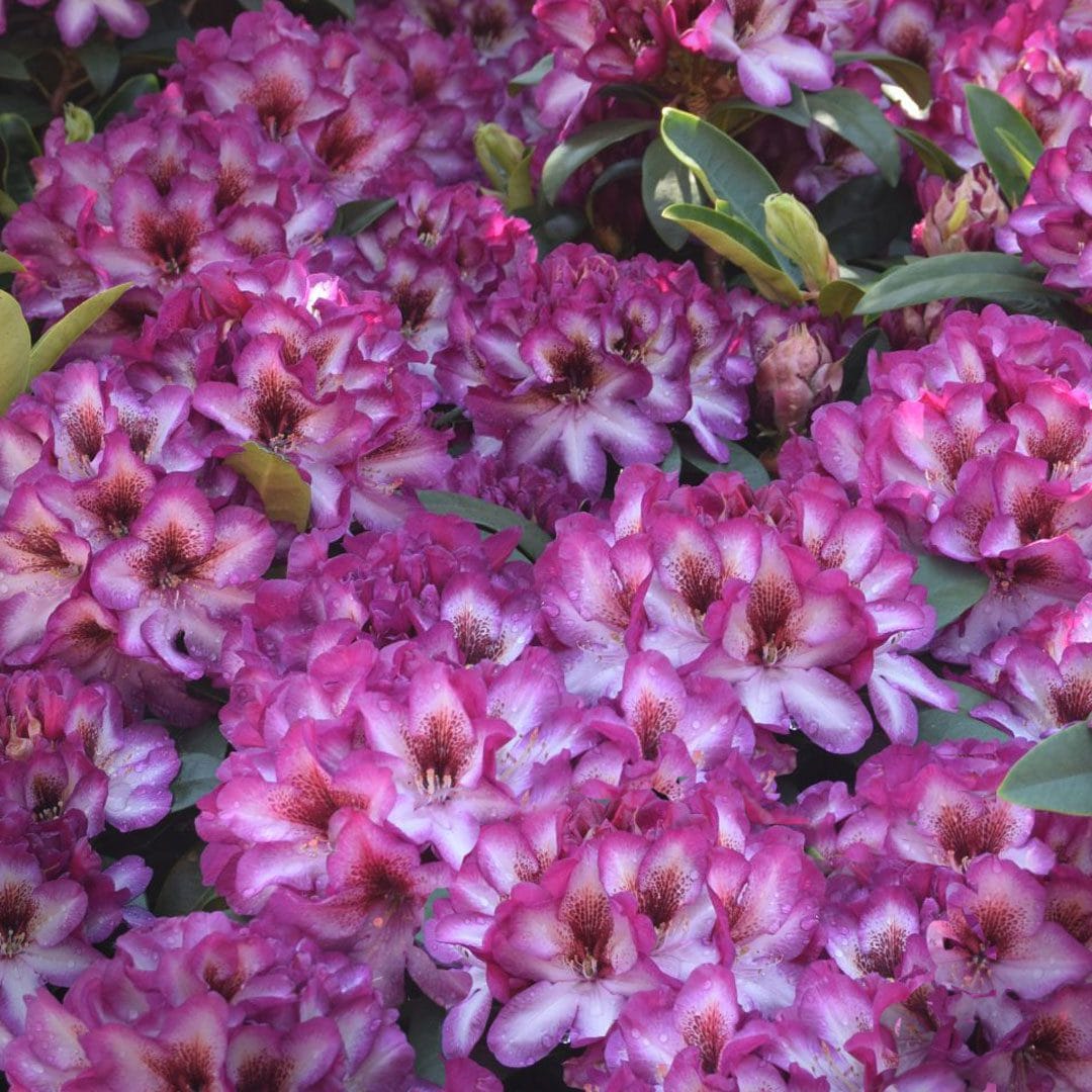 Pink Rhododendron Hans Flower Seeds for Planting - NON GMO Seeds for planting in home garden