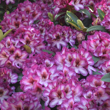 Pink Rhododendron Hans Flower Seeds for Planting - NON GMO Seeds