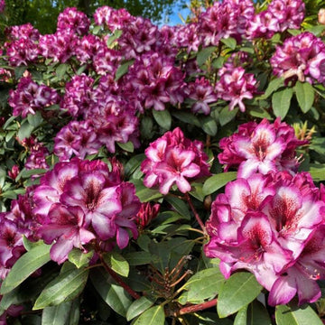Pink Rhododendron Hans Flower Seeds for Planting - NON GMO Seeds