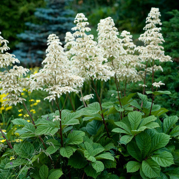 Heirloom Non-GMO Rodgersia Flower Seeds – Ornamental Perennial Flower Seeds for Planting