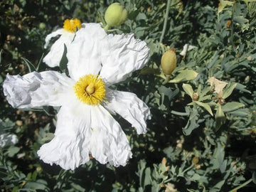 Romneya Coulteri Matilija Poppy Flower Seeds for Planting NON GMO Seeds