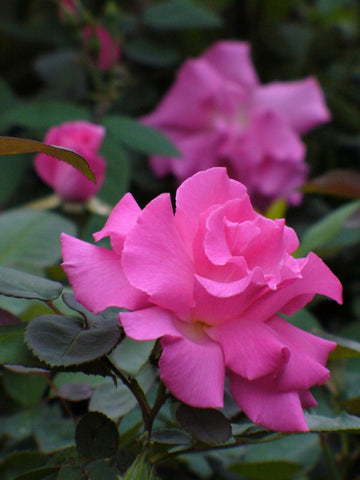 Zephirine Drouhin Rose Plant Seeds for Planting - Non-GMO Heirloom Garden Seeds for Growing Beautiful Roses