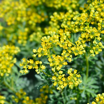 Heirloom Non-GMO Ruta Flower Seeds – Medicinal Herb Blooms for Garden Planting