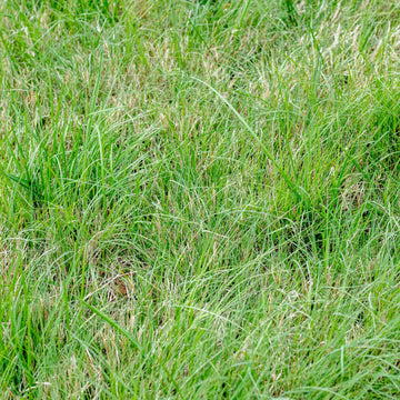 U.S. Buffalo Grass Seed (Bouteloua dactyloides) – Drought-Tolerant, Low-Maintenance Lawn Solution