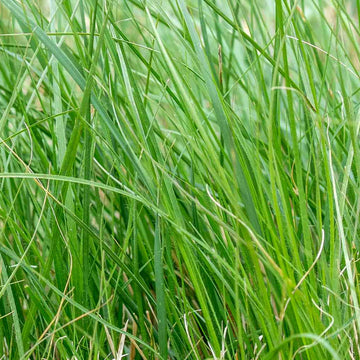 Blue Buffalo Grass Seeds (Bouteloua dactyloides) - Drought-Tolerant, Low-Maintenance Lawn Grass
