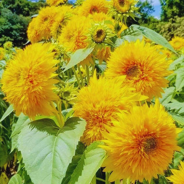 Yellow Teddy Sunflower Seeds for Planting â€“ Compact, Fluffy Blooms for Gardens & Pots