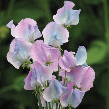 Sweet Pea 'Turquoise Lagoon' Flower Seeds for Planting – Fragrant Heirloom & Non-GMO Garden Seeds for Planting