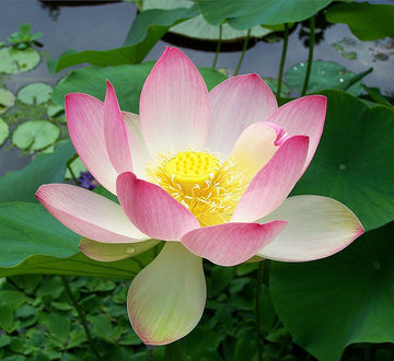 Pink Sacred Lotus Seeds (Nelumbo Nucifera) for Planting â€“ Heirloom, Non-GMO