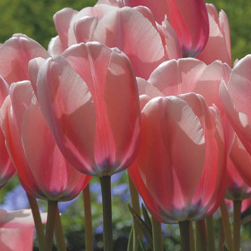 Heirloom Tulip Flower Seeds for Planting 100 pcs