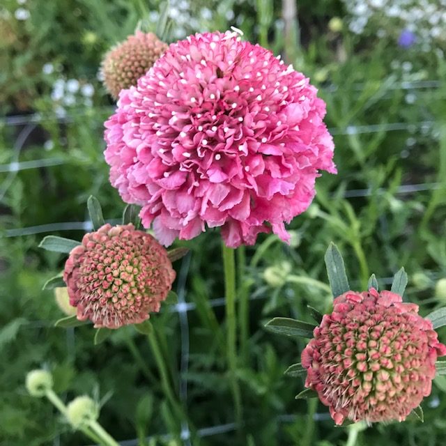 Pink Scabiosa Flower Seeds for Planting, Fresh, 100 pcs seeds for planting in home garden