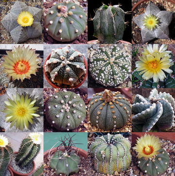 Heirloom Non-GMO Astrophytum Plant Seeds for Planting – Rare Cactus Variety for Decorative Gardens