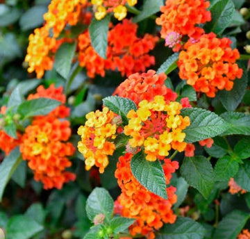 Lantana Flower Seed for Planting 100 pcs
