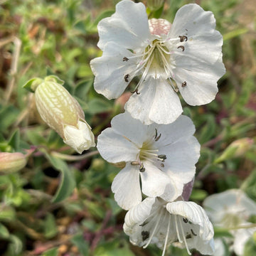 Campion Flower Seeds for Planting, NON GMO Seeds