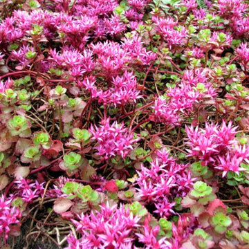 Pink Sedum Spurium Plant Seeds for Planting â€“ NON GMO Seeds