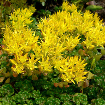 Heirloom Non-GMO Yellow Sedum Oreganum Flower Seeds for Planting – Drought-Resistant Ground Cover Blooms