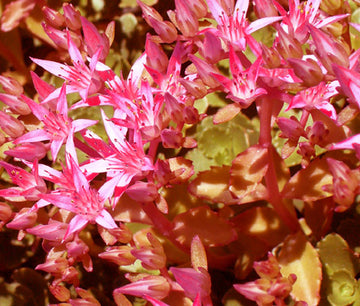 Pink Sedum Voodoo Seeds for Planting, NON GMO Seeds