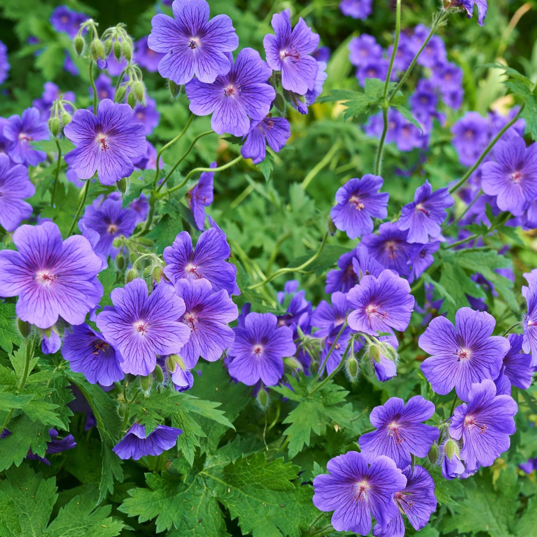 Heirloom Non-GMO Deep Blue Geranium Flower Seeds for Planting for planting in home garden