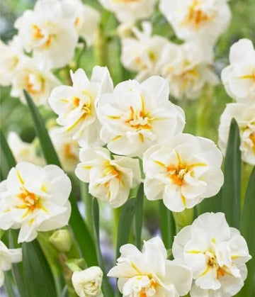 Daffodil Flower Seeds for Planting ƒ?? White & Yellow Blooms, Heirloom, Non-GMO Seeds