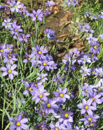 Heirloom Non-GMO Sisyrinchium Montanum Flower Seeds for Planting – Delicate Blue Perennial Garden Blooms