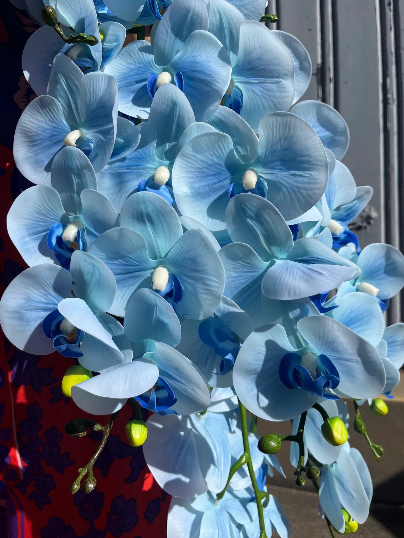 Organic Sky Blue Orchid Flower Seeds for Planting – Fresh, Heirloom, Non-GMO Seeds seeds for planting in home garden