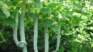 White Long Snake Gourd Seeds for Planting - 100 Pcs pcs