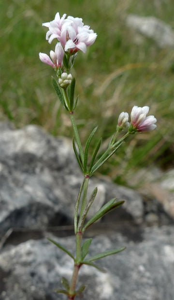 Heirloom Non-GMO Pink Woodruff Flower Seeds for Planting – Fragrant Shade-Loving Garden Blooms