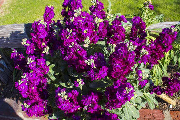 Deep Purple Matthiola Incana Seeds – Fragrant Flower Seeds for Planting
