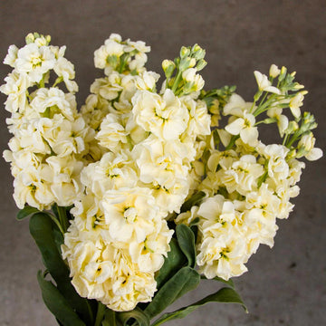 Matthiola Incana Seeds for Planting – Organic, Heirloom, Non-GMO Flower Seeds