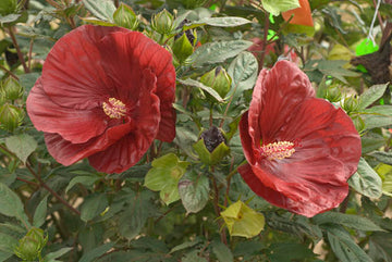 Cranberry Hibiscus Flower Seeds – Heirloom, Non-GMO Flower Seeds for Planting