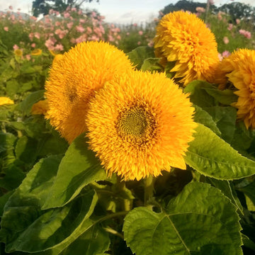 Yellow Teddy Sunflower Seeds for Planting â€“ Compact, Fluffy Blooms for Gardens & Pots