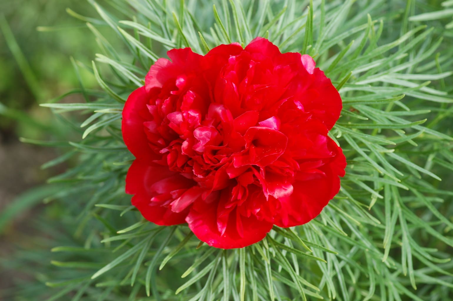 Heirloom Non-GMO Paeonia Red Tenufolia Flower Seeds for Planting – Fragrant Early-Blooming Garden Peonies for planting in your garden.